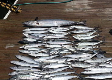 Wrightsville Beach Spanish Mackerel Fishing